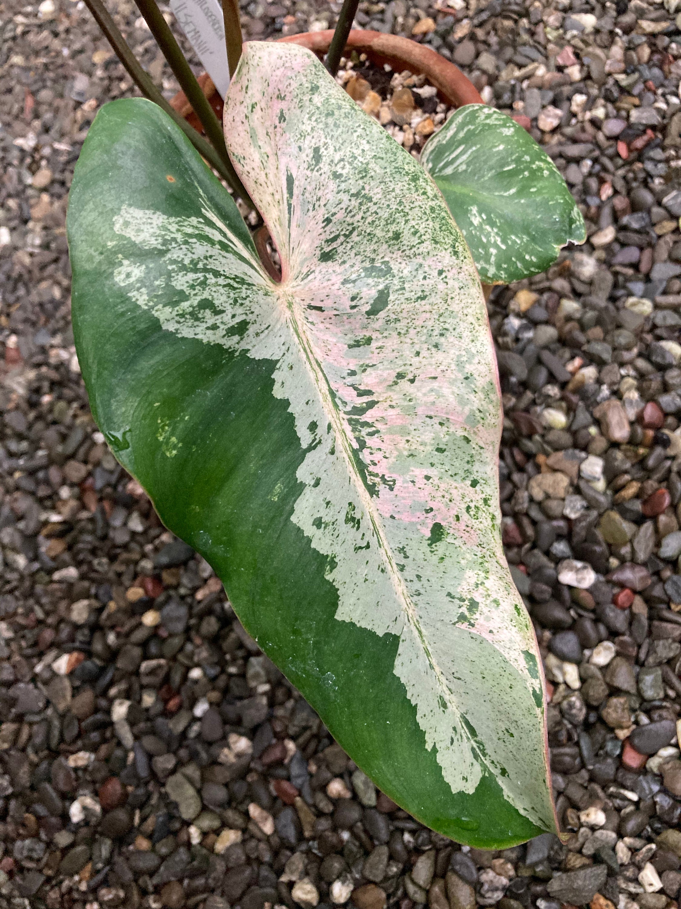 Philodendron Ilsemanii Etsy