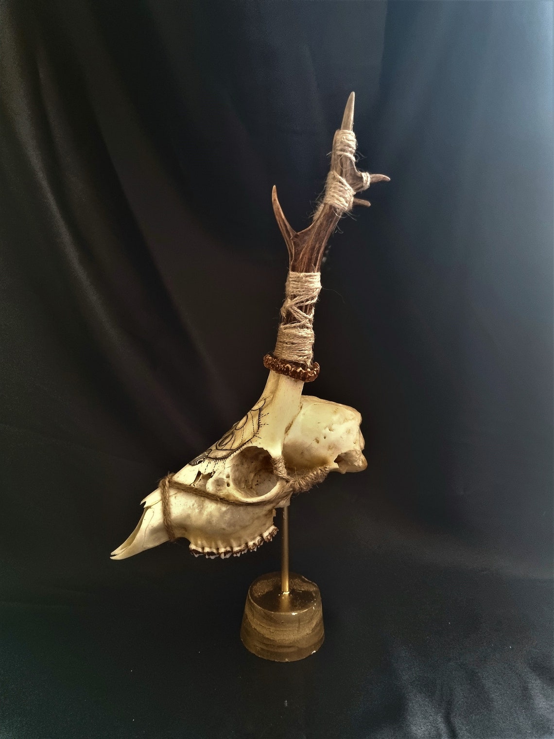 Real Roe Deer Skull Hand Painted Moon Phases Pagan Collection Taxidermy ...
