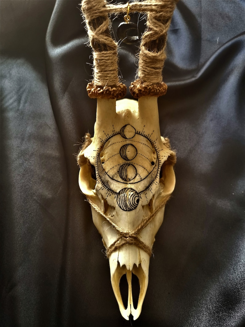 Real Roe Deer Skull Hand Painted Moon Phases Pagan Collection Taxidermy ...