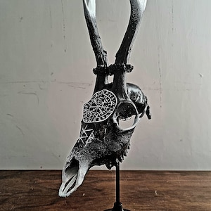 May include: A black and white deer skull with antlers painted white at the tips. The skull has a circular design painted on the forehead with white runes. The skull is mounted on a black stand.