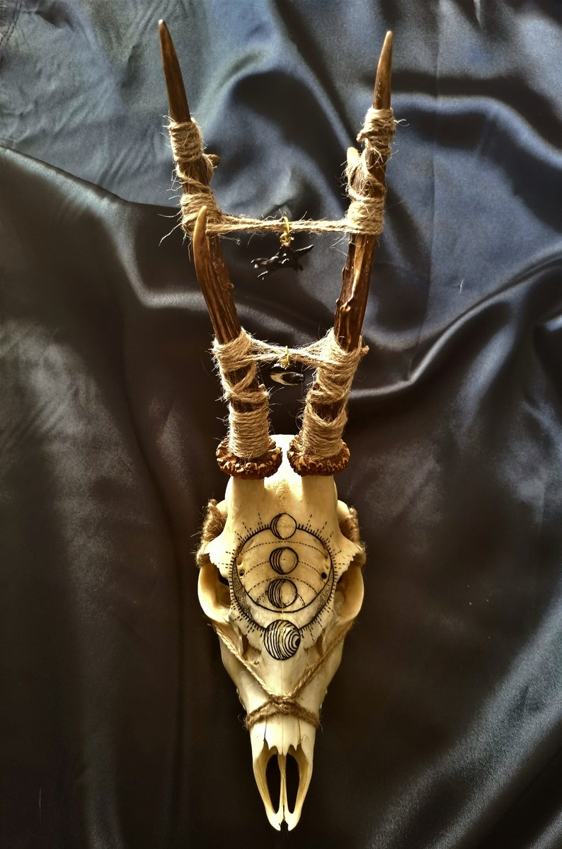 Real Roe Deer Skull Hand Painted Moon Phases Pagan Collection Taxidermy ...
