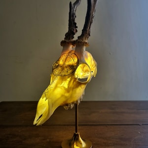 Real Roe Deer Skull Viking Compass Lamp