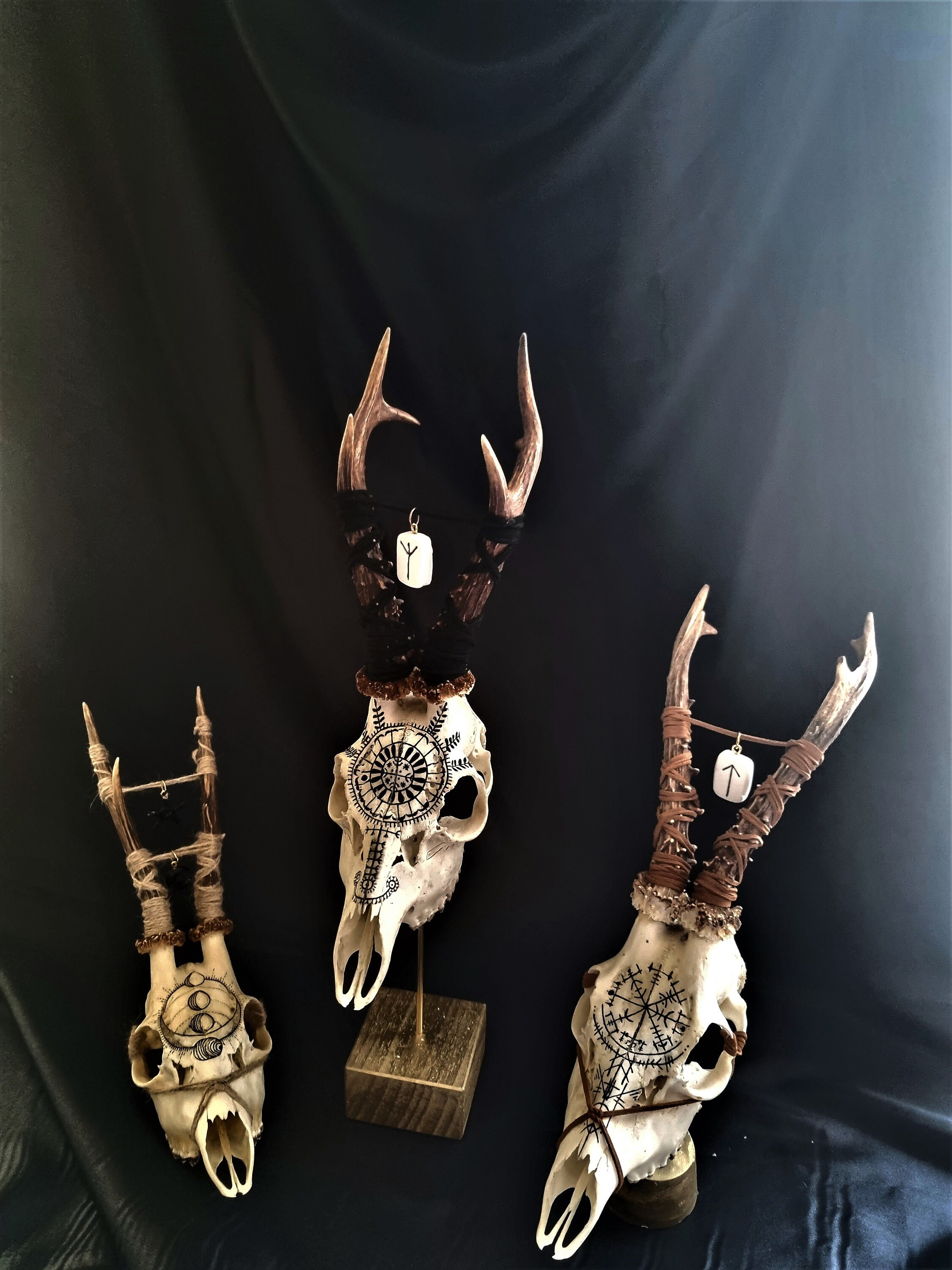 Real Roe Deer Skull Hand Painted Moon Phases Pagan Collection Taxidermy ...