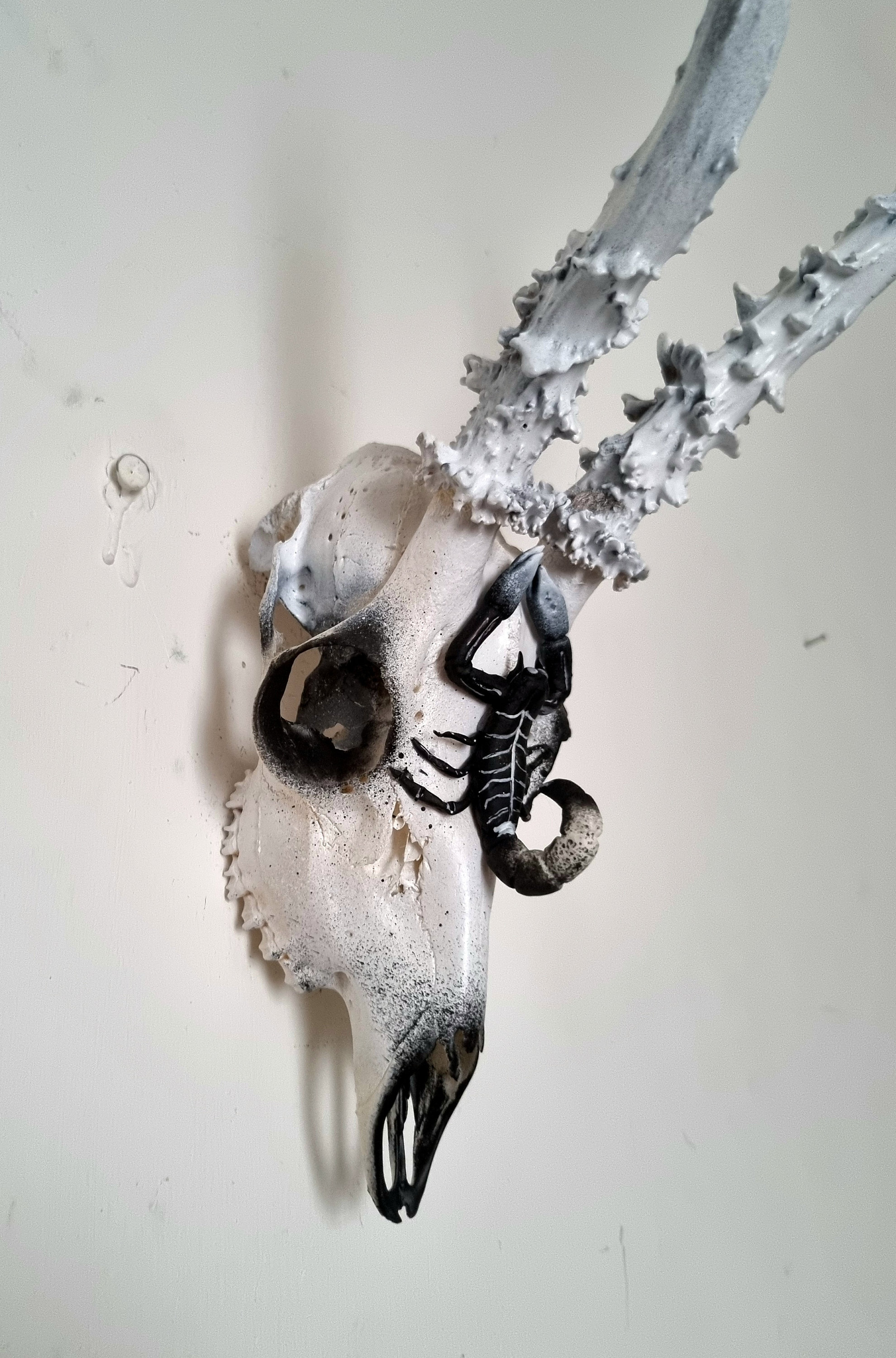 Real Roe Deer Skull With Hand Sculptured Clay Scorpion Black