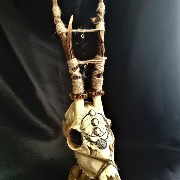 Véritable crâne de chevreuil peint à la main Phases de la lune Collection païenne Art de la taxidermie