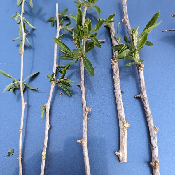 Goji Berry (Lycium barbarum) Cuttings