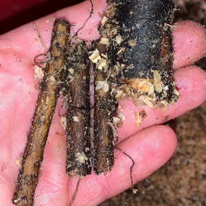 May include: Close-up of a hand holding several pieces of brown and black wood. The wood is covered in small, white specks. The wood is likely from a tree root.