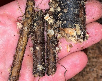 Comfrey Root cuttings or root crown. Beyond Organic, no chemicals.