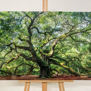 Angel Oak Tree Tempered Glass Wall Art: Vivid Home Decor