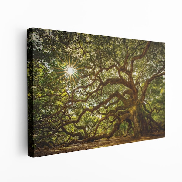 Angel Oak Tree South Carolina Canvas Wall Art / Tree Canvas Wall Decor / Mother's Day Gift/ Forest Canvas Art