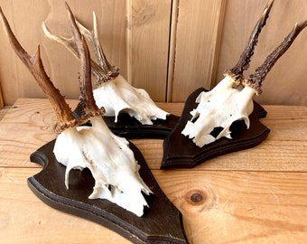 Vintage Mounted Roe Deer Antlers and Skull, Hunting Trophy, Country house decor, Curios