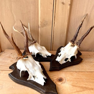Vintage Mounted Roe Deer Antlers and Skull | Hunting Trophy | Country house decor | Curios