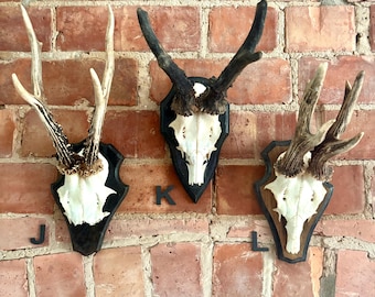 Iron Buck Antler Mount Bone Collector The Change Up Antler