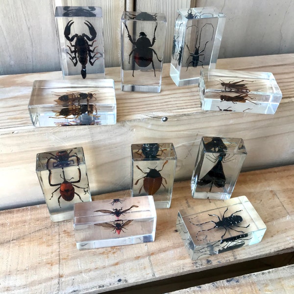 Vintage Insect Specimens, Museum Style Specimens insects, Insects in resin