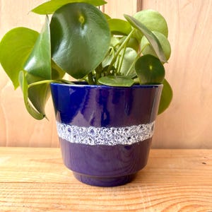 May include: A houseplant with large, round green leaves in a dark blue ceramic pot. The pot has a white speckled band. The pot is on a wooden surface. The pot's diameter is approximately 15 cm.