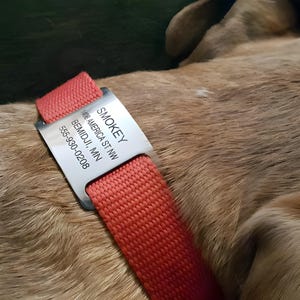 Op de afbeelding: Een rode hondenriem met een zilveren label waarop "SMOKEY", "1408 AMERICA ST NW", "BEMIDJI, MN" en "555-930-0208" staat.