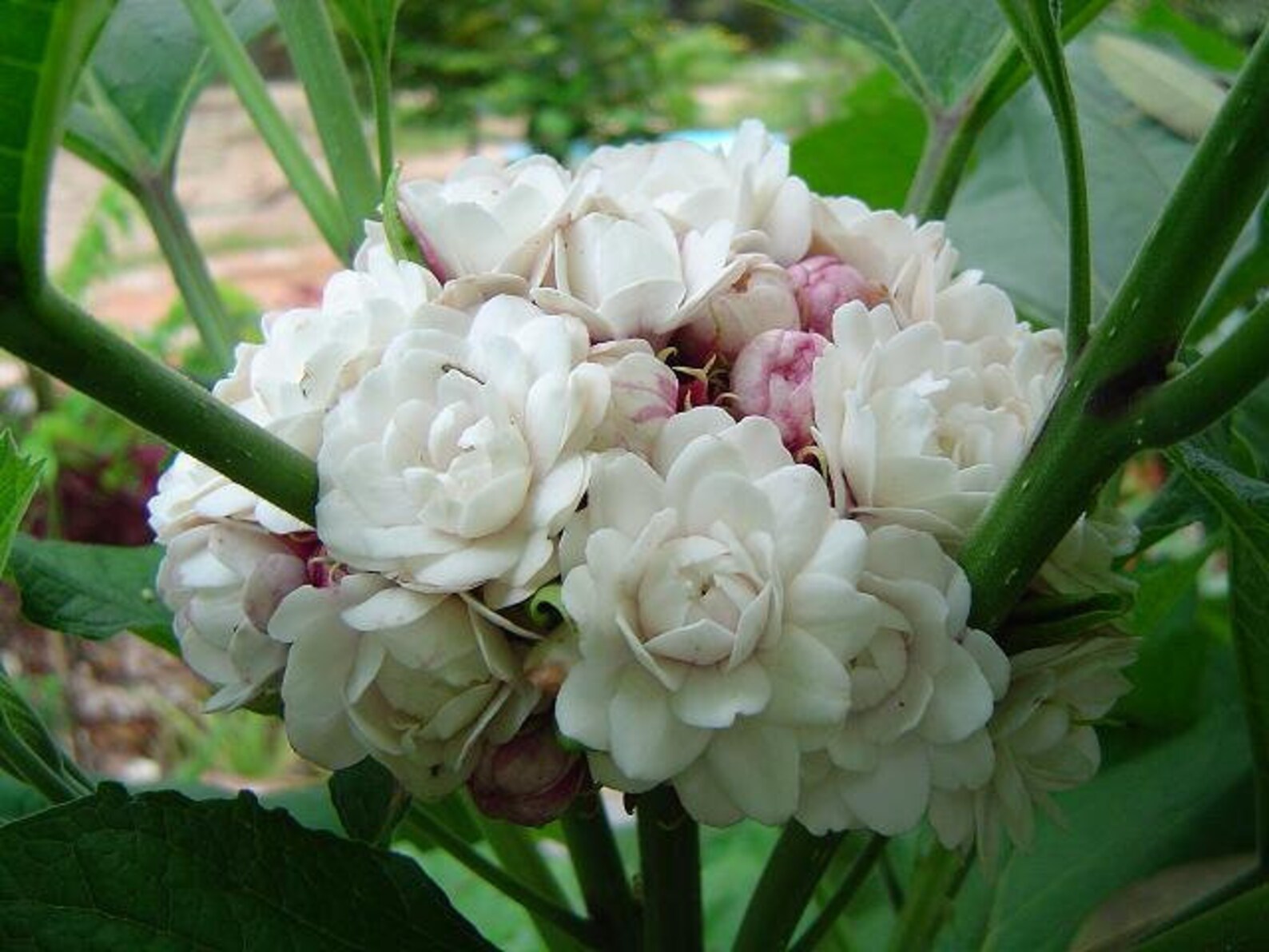 Cashmere Bouquet Clerodendrum philippinume Chinese Glory Bower Etsy