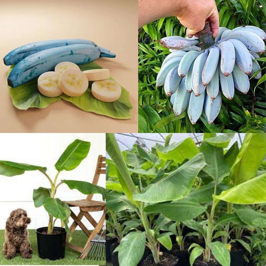 Blue Java Banana Tree Live Plant Ice Cream Banana Plant 4 à 6 Etsy France