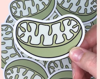 Mitochondrion Sticker, 3 Inch Waterproof Vinyl Science Decal