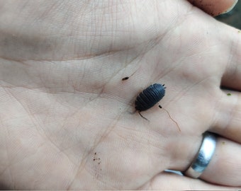 woodlice plushie