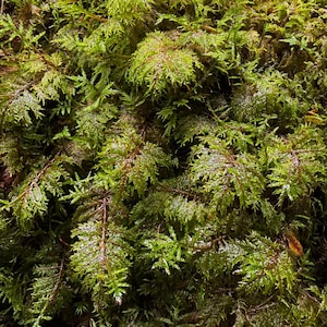May include: A dense cluster of vibrant green moss featuring intricate, feathery fronds with reddish-brown stems. The plant growth displays a layered, textured appearance with small, pointed leaves that catch the light, creating a natural, organic pattern across the entire frame.