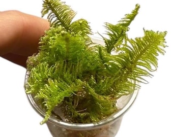 Live Knights Plume Moss - Feather Fern Shaped Mossy Organic Natural Landscaping Real Nature Micro Terrarium