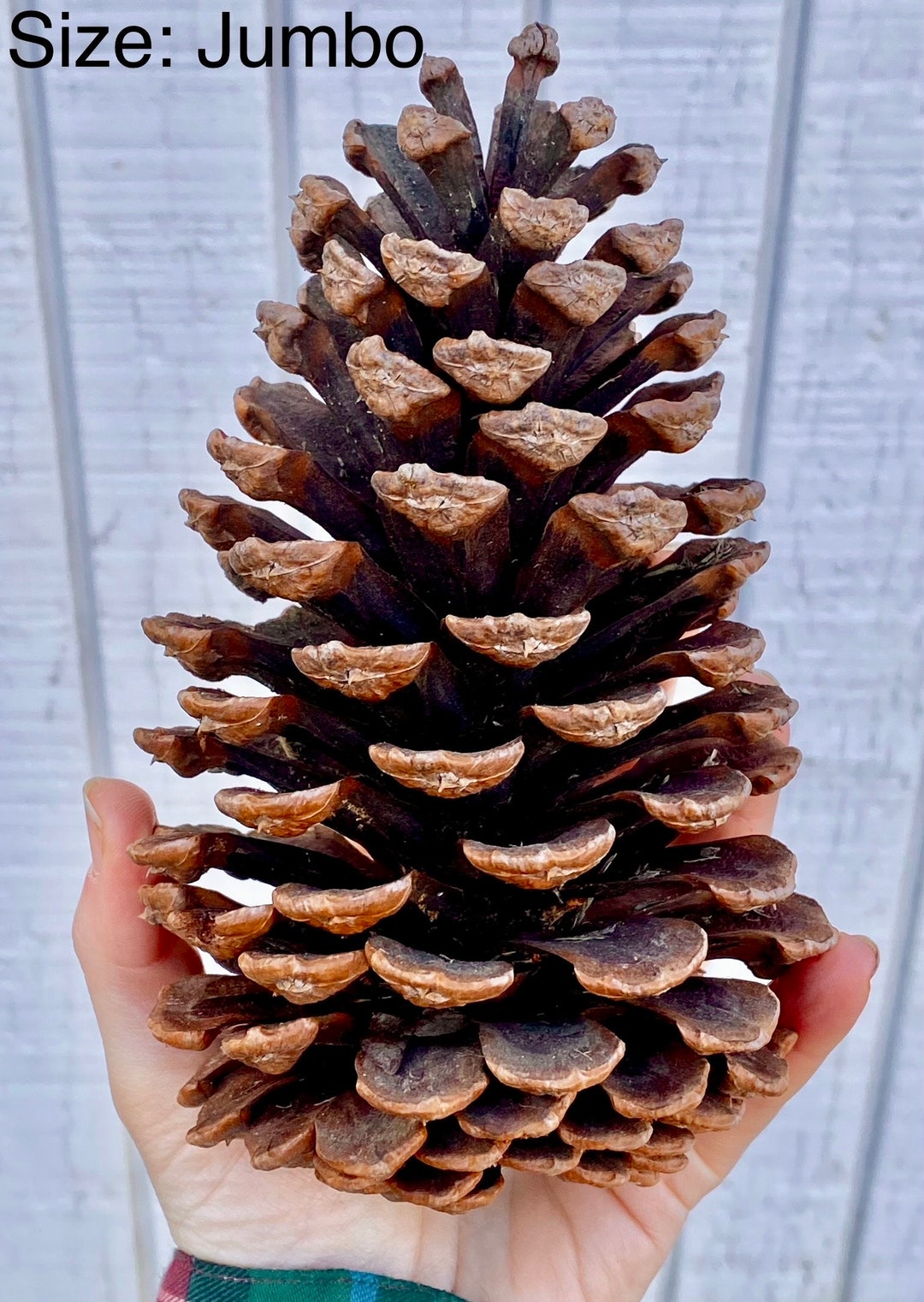 Giant Pinecones Extra Large Real Natural Long Leaf Longleaf Pine Cones