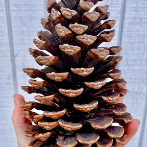 May include: A large, brown pine cone with a rough, textured surface. The cone is held in a hand, with the text "Size: Jumbo" visible in the background.