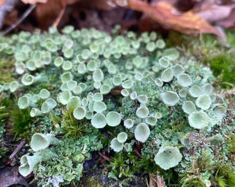 Live Wild Pixie Cups - Wild Organic Lichen for Fairy Houses Terrariums Vivariums Mossarium Real Natural Living Lichen