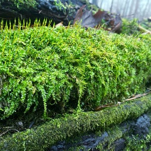 May include: A close-up of a lush green moss covering a tree trunk. The moss is soft and velvety, with a vibrant green hue. The texture of the moss is evident, with small, delicate leaves.