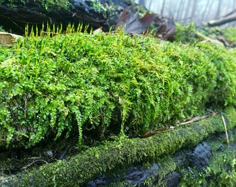 Live Woodsy Thyme Moss - Single Intact Large Piece Organic Forest Green Natural Real Mossy Nature Terrarium Fairy House Garden Crafts