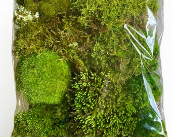 Living Moss Variety Pack - Organic Forest Green Real Live Natural Soft Landscaping Crafts Mossy Nature Terrarium Vivarium Fairy House