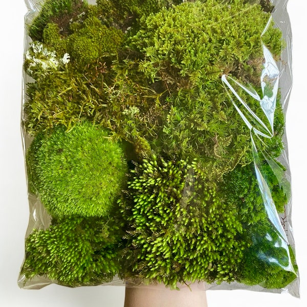 Living Moss Variety Pack - Organic Forest Green Real Live Natural Soft Landscaping Crafts Mossy Nature Terrarium Vivarium Fairy House