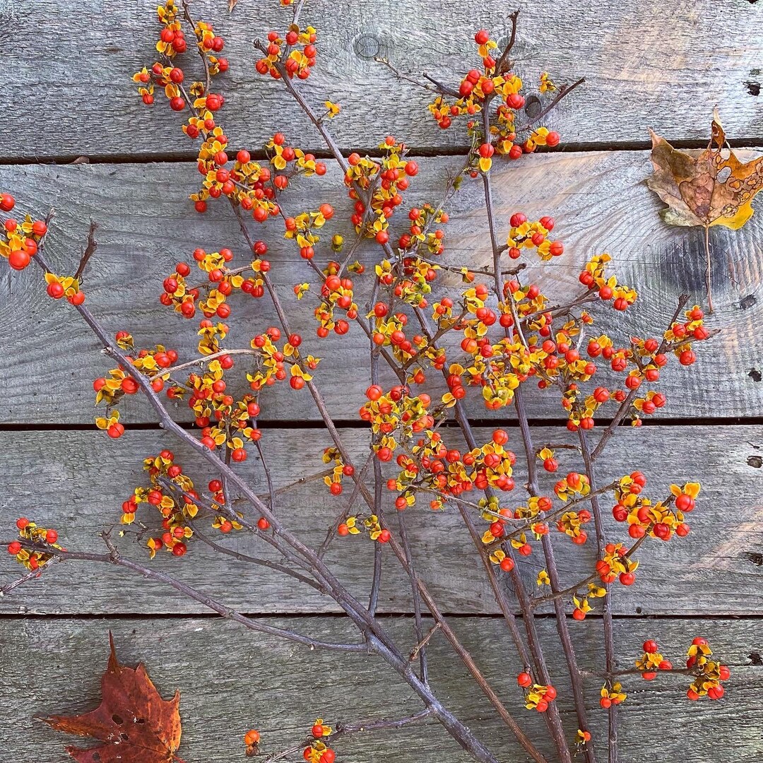 12-16 Half Dried Bittersweet Real Natural Red Orange - Etsy