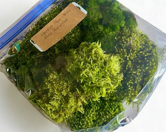 Living Moss Variety Pack - Organic Forest Green Real Live Natural Soft Landscaping Crafts Mossy Nature Terrarium Vivarium Fairy House