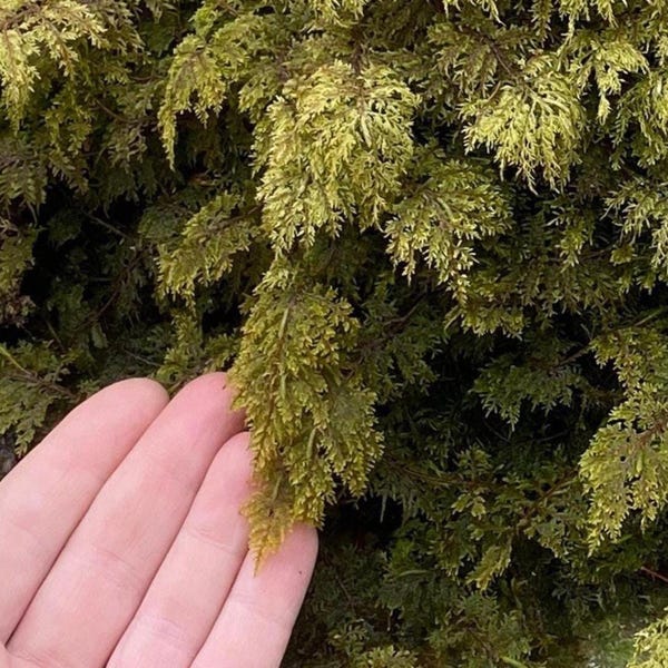 Musgo de helecho de montaña vivo: Musgo de madera brillante para manualidades de hadas en terrarios.
