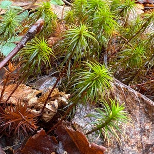 May include: Close-up of a patch of green moss growing on a bed of brown, decaying leaves.