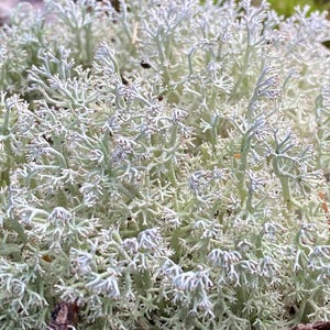 May include: Close-up of a cluster of light green and white lichen. The lichen has a branching, almost coral-like structure, with small, textured tips. The image is well-lit, highlighting the intricate details of the natural growth.
