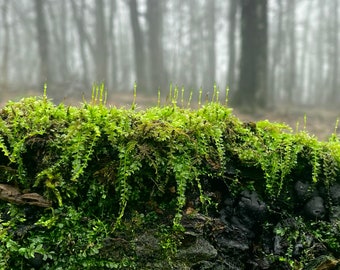 Living Woodsy Thyme Moss - Organic Forest Green Natural Real Live Mossy Crafts Nature Terrarium Vivarium Fairy House