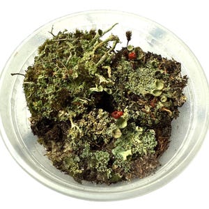 May include: A clear plastic container filled with a variety of green and brown mosses, lichens, and small red berries. The mosses have varying textures and shades of green, creating a natural, earthy appearance. The container is set against a white background.