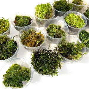 Live Wild Moss Sampler - Variety Pack Organic Wild Forest Real Natural Landscaping Craft Nature Terrariums Vivariums Fairy Gardens