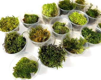 Live Wild Moss Sampler *Please Read Product Description* Variety Organic Real Natural Landscaping Craft Nature Terrariums Vivariums Garden