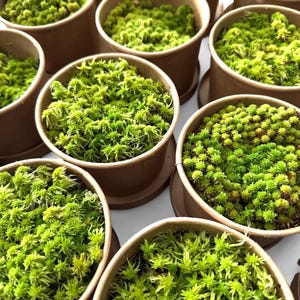 May include: A collection of small, round pots filled with vibrant green moss. The pots are made of brown paper and are arranged in a circular pattern.