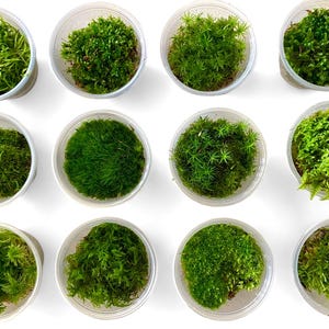 May include: An overhead shot of twelve clear plastic containers filled with various types of vibrant green moss. The moss textures range from fine and feathery to dense and compact, showcasing a variety of plant life.