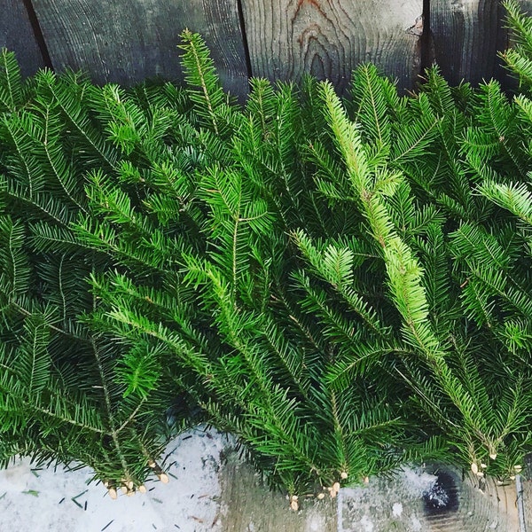 20 Pack 12” Balsam Boughs - organic fresh cuttings Fir door Swag Evergreen Tips Branches Christmas holiday supplies real pine wreath