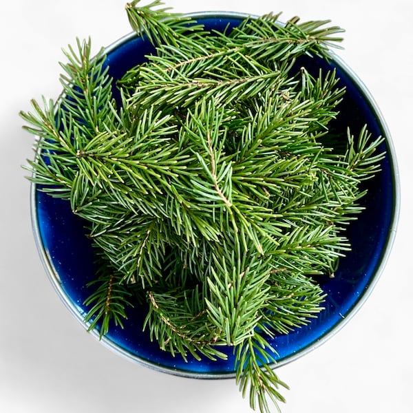 Wild Spruce - Fresh or Dried - pine needle tea - wild organic natural herb herbal herbs ingredient immune flavored fir needles forest