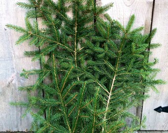 10 Pack 12” Spruce Boughs - natural dark green Tree Tips Branches Christmas holiday real decorations pine wreath craft evergreen