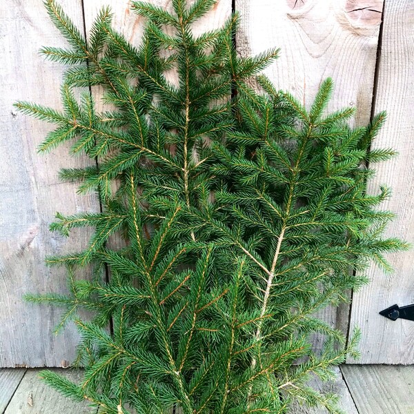 20 Pack 12” Spruce Boughs - natural dark green Tree Tips Branches Christmas holiday real decorations pine wreath craft evergreen
