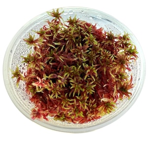 May include: A clear, circular plastic container filled with vibrant red and green sphagnum moss. The moss features a dense, star-like cluster formation with fine, delicate textures. The interior walls of the container show condensation droplets.