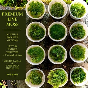 Labelled Premium Moss Sampler • Many Species Available! Free of Pesticides & Pollutants • Live Variety Mix Pack - Terrarium Vivarium Bonsai